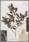 Foto von Salix appendiculata Vill. x Salix purpurea L.